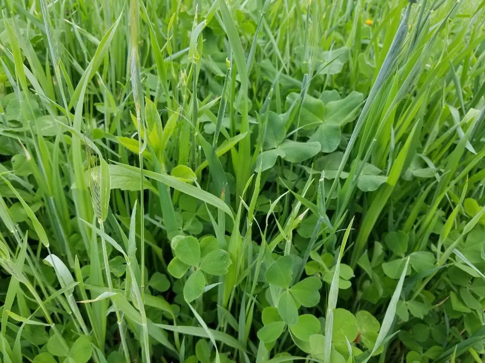 Top-rated yard cleanup service for residential properties in Wallaceton, PA by Shimmel Professional Services