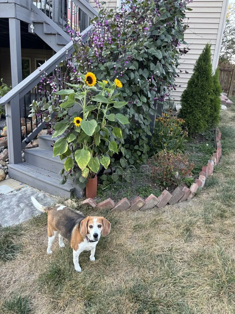 Expert outdoor landscaping in Leavenworth, KS by Shine Bright Like A Jewell