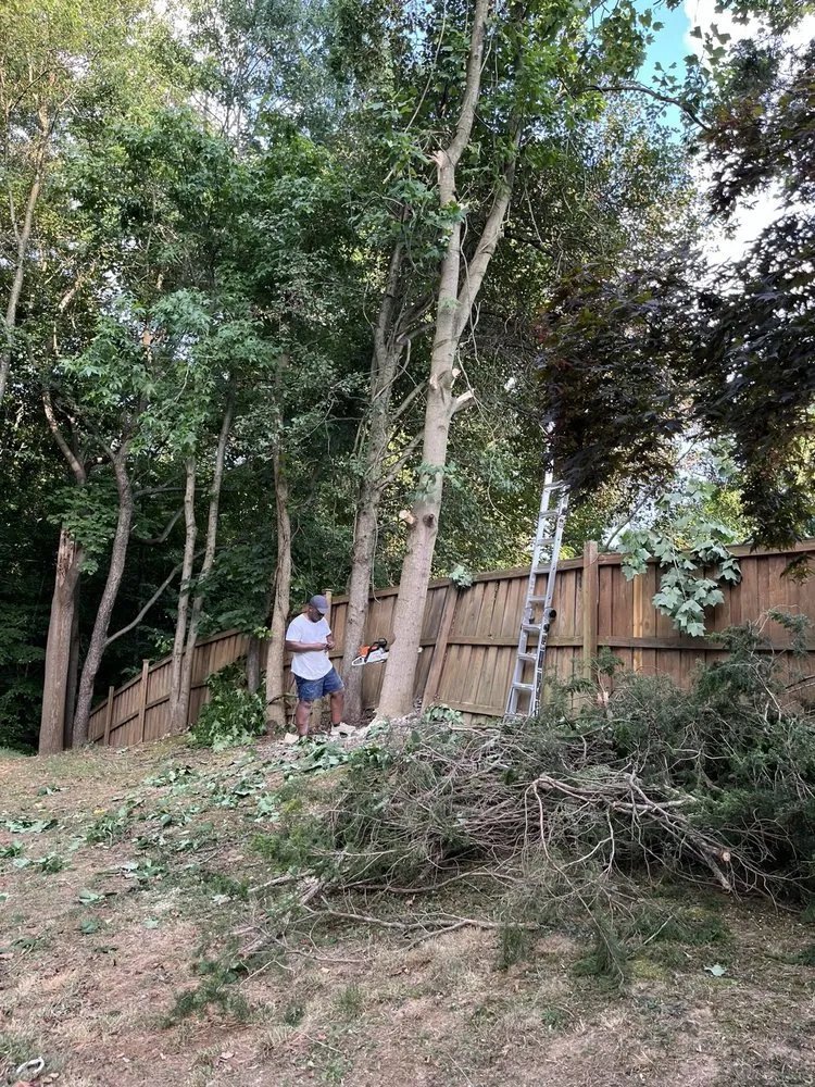 Expert lawn care service in Alexandria, VA - Shining Star Services