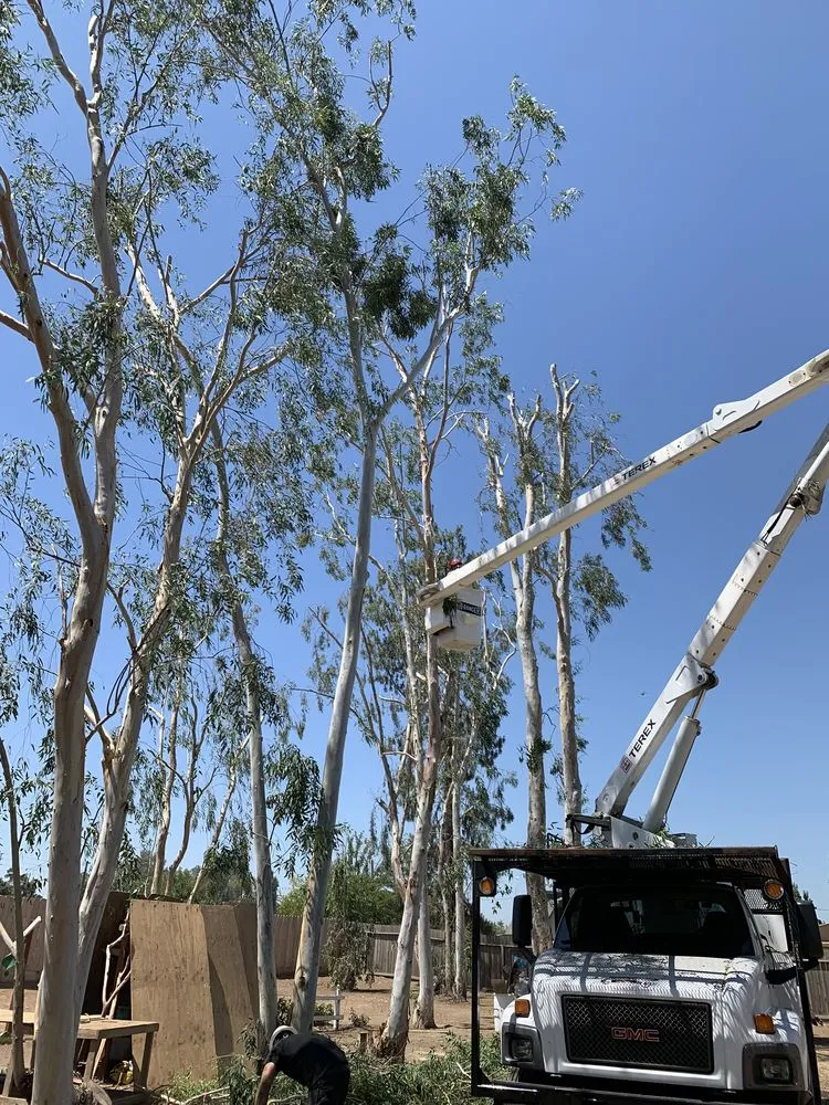Affordable garden landscaping in Visalia, CA - Shipman Tree Service