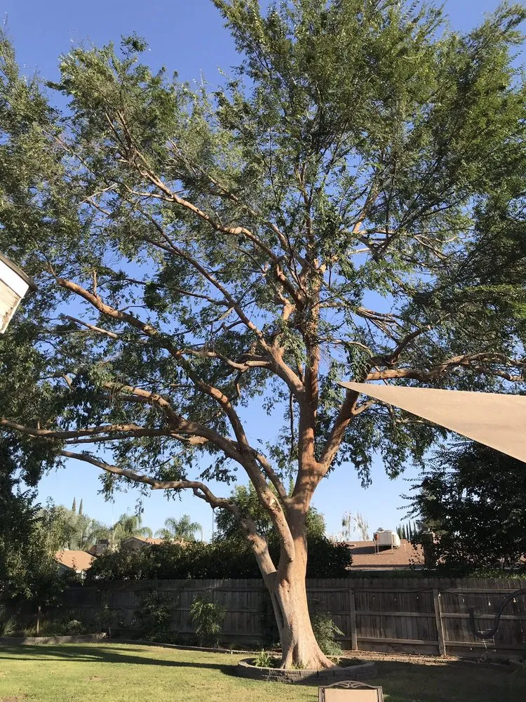 Expert landscape design for residential properties across Visalia, CA - Shipman Tree Service