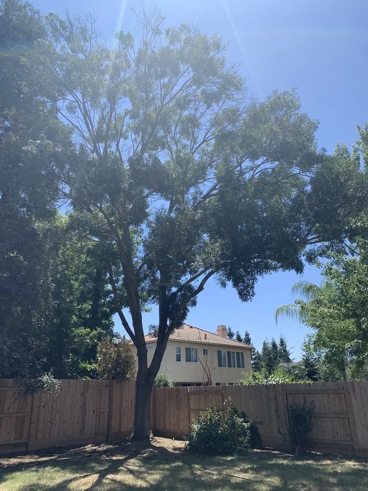 Affordable landscape design for year-round maintenance across Visalia, CA - Shipman Tree Service