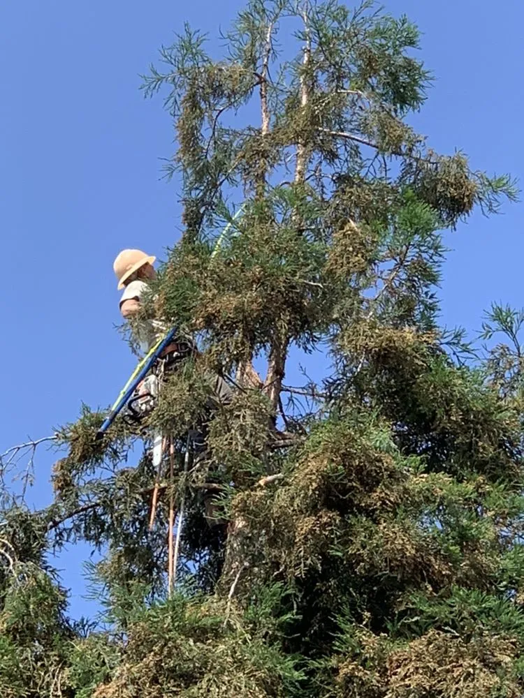 Local outdoor landscaping for beautiful yards across Visalia, CA - Shipman Tree Service