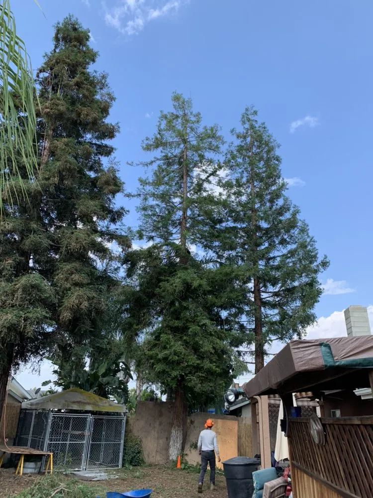 Trusted lawn care service experts serving Visalia, CA - Shipman Tree Service