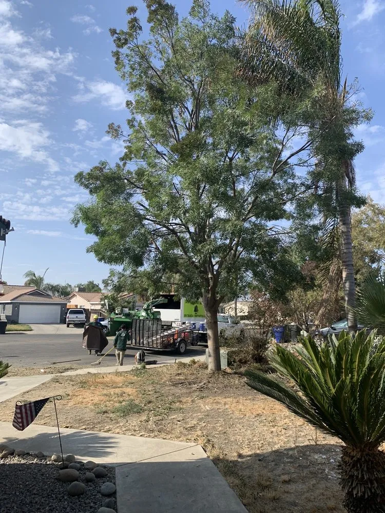 Reliable yard cleanup service in Visalia, CA by Shipman Tree Service