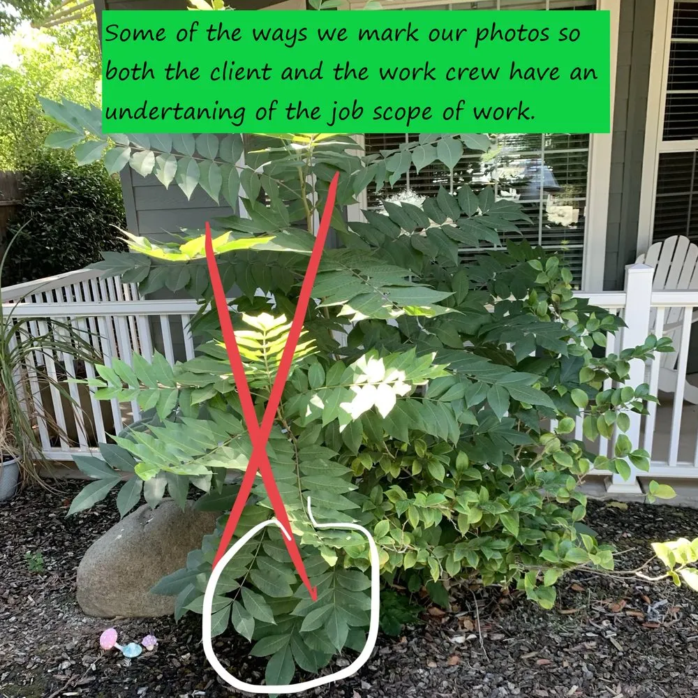 Trusted residential landscaping in Visalia, CA - Shipman Tree Service