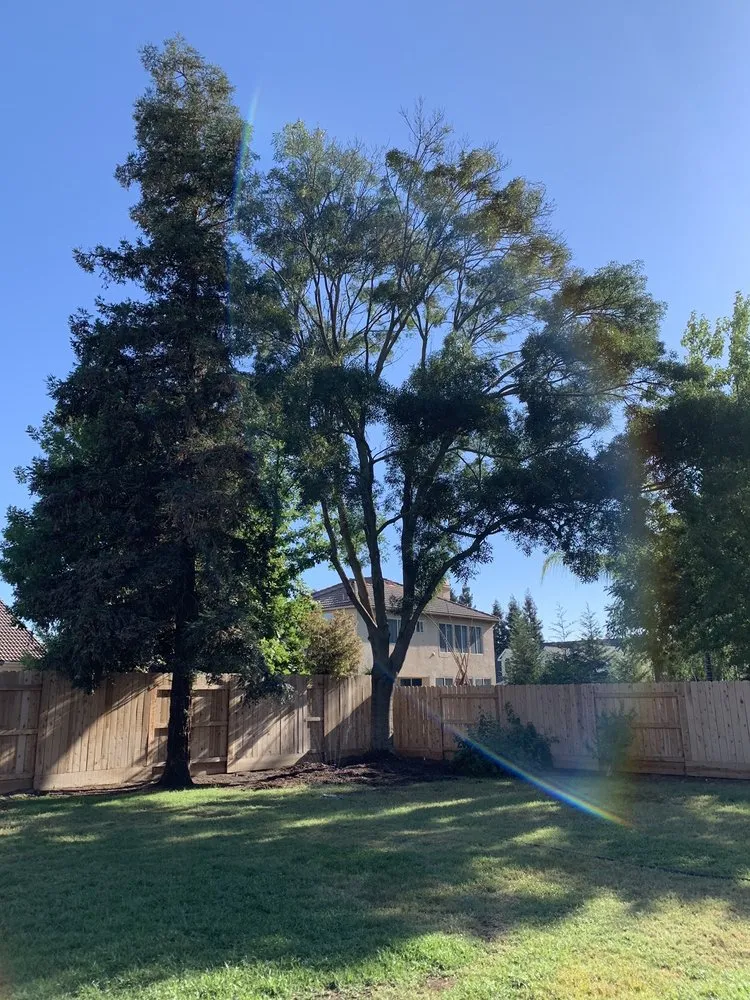 Reliable yard maintenance for beautiful yards in Visalia, CA by Shipman Tree Service