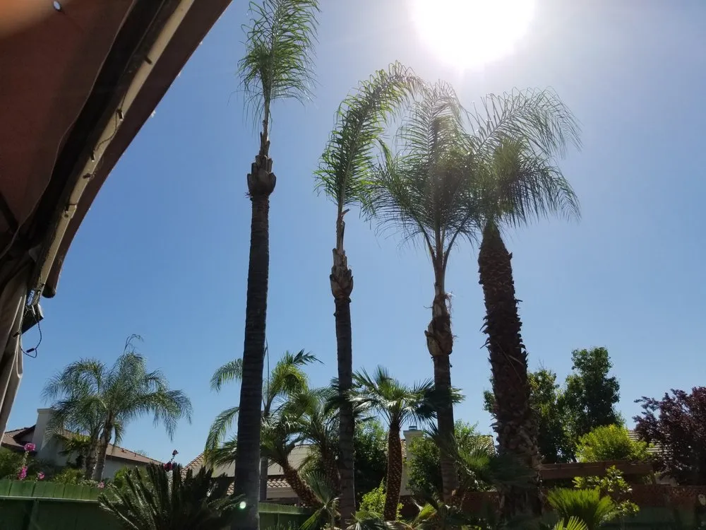 Expert yard maintenance in Visalia, CA by Shipman Tree Service