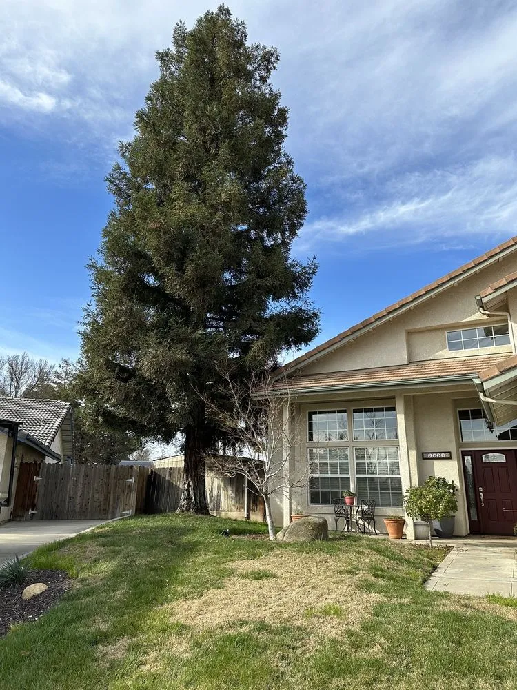 Trusted yard cleanup service for outdoor upgrades across Visalia, CA - Shipman Tree Service