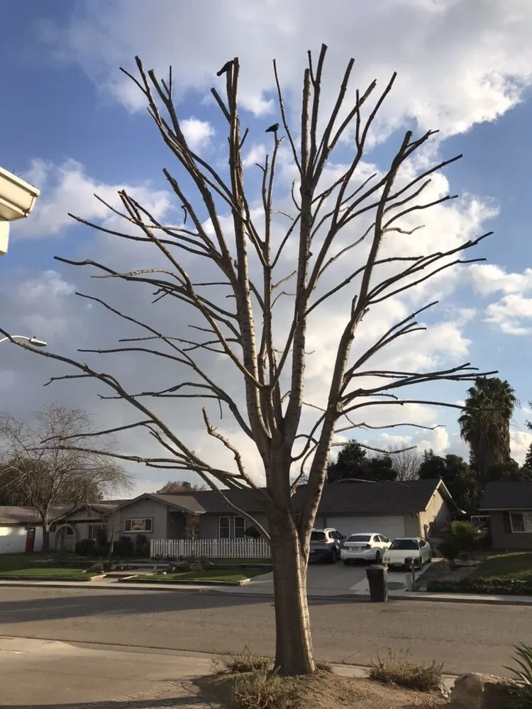 Custom yard cleanup service near you in Visalia, CA by Shipman Tree Service