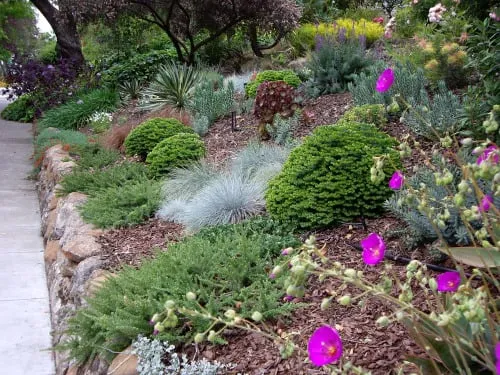 Professional yard cleanup service in Oakland, CA - Shirin Bond Landscaping