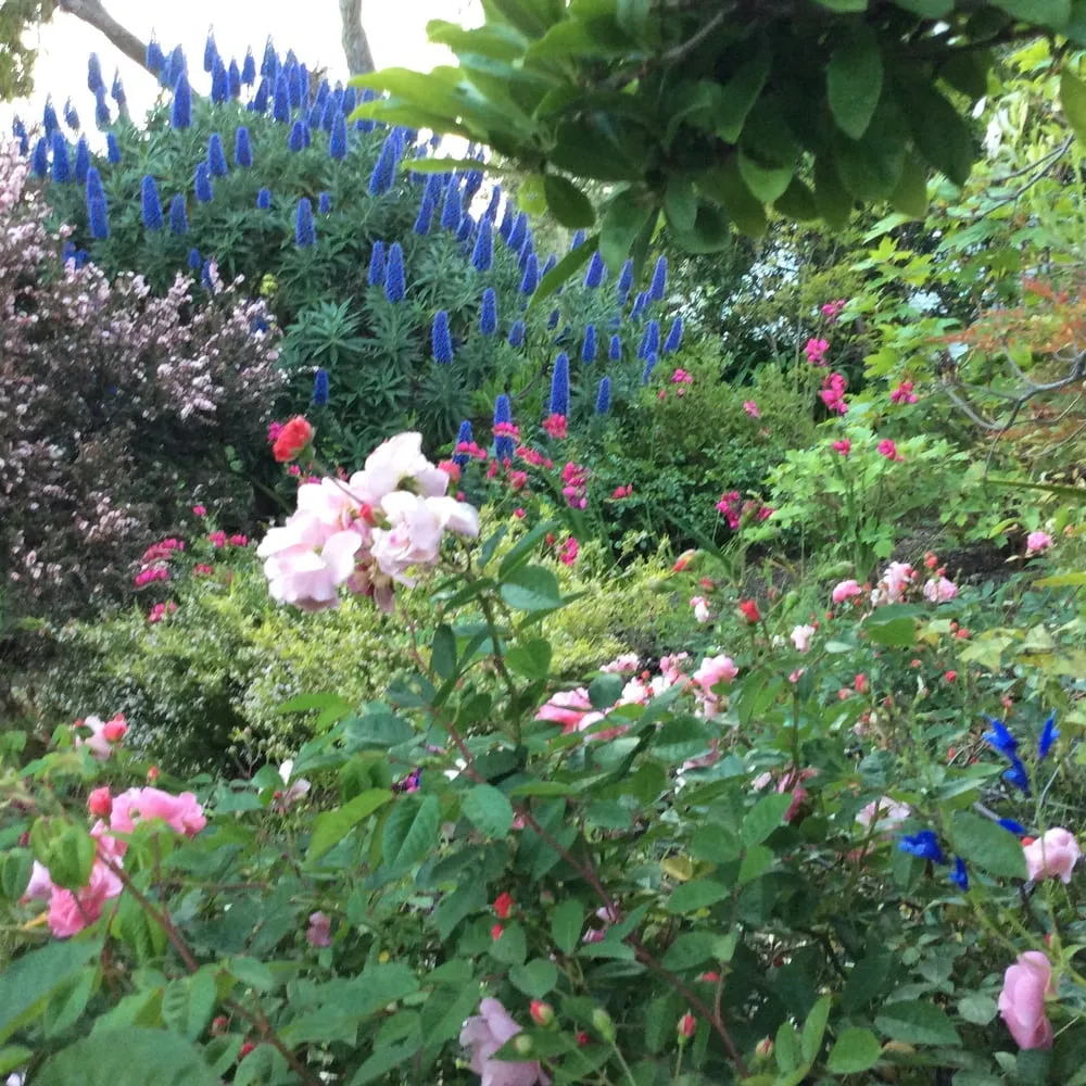 Professional garden landscaping experts serving Oakland, CA - Shirin Bond Landscaping