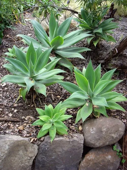 Expert outdoor landscaping experts serving Oakland, CA - Shirin Bond Landscaping