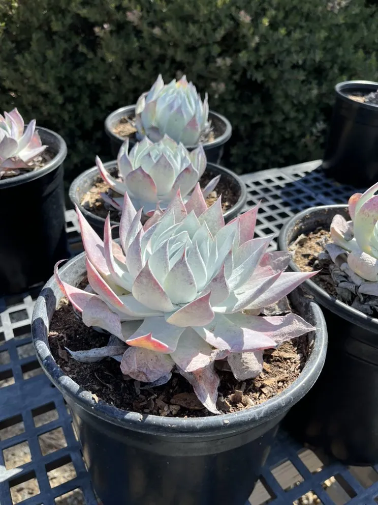 Custom lawn care service in Santa Maria, CA by Shofar Landscaping & Contracting