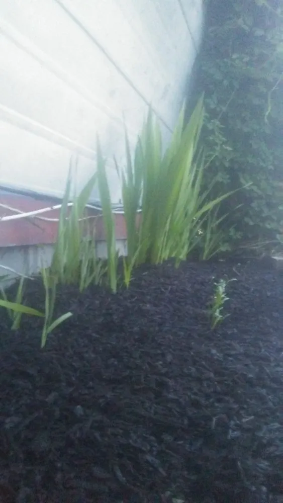 Expert yard cleanup service in Stevens, PA by Shoffs Lawn&Property