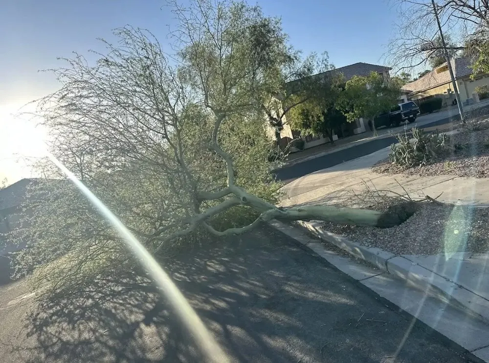 Reliable garden landscaping with custom design across Mesa, AZ - Shoman's