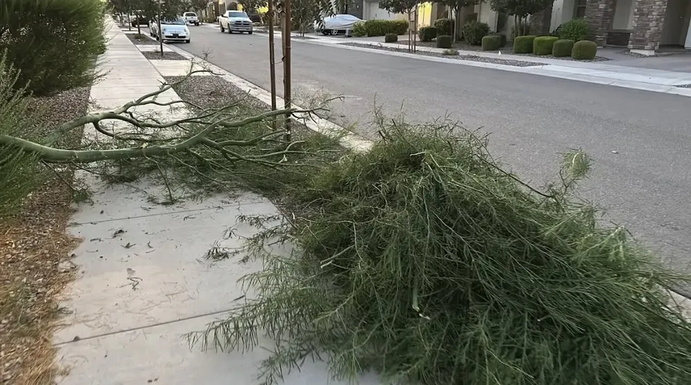 Affordable landscaping services for homes in Mesa, AZ by Shoman's