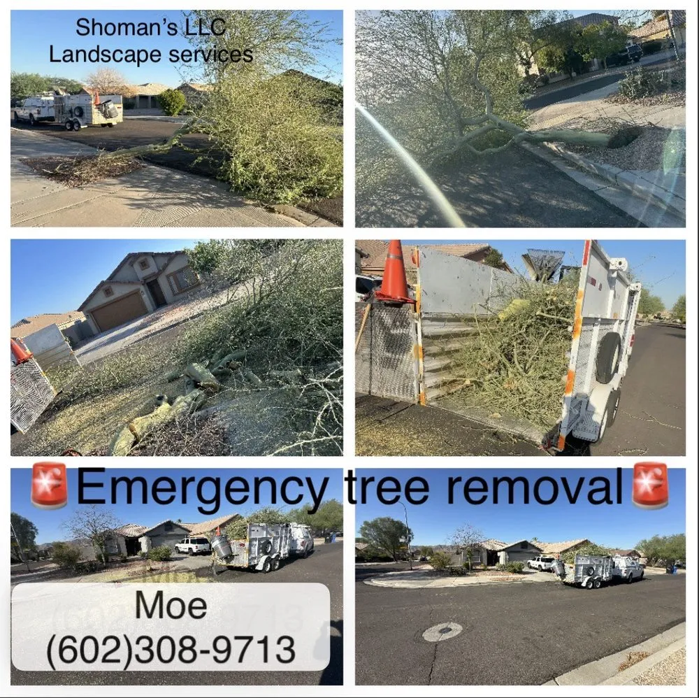 Local yard cleanup service for residential properties in Mesa, AZ by Shoman's