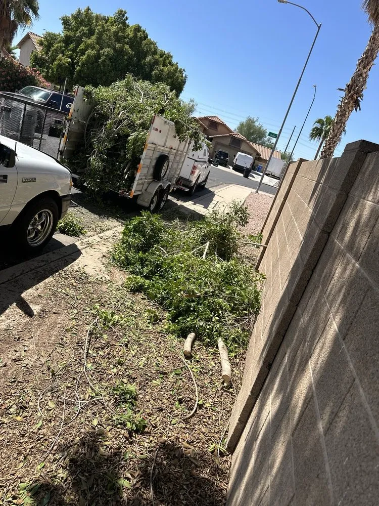 Reliable landscaping services for year-round maintenance in Mesa, AZ by Shoman's