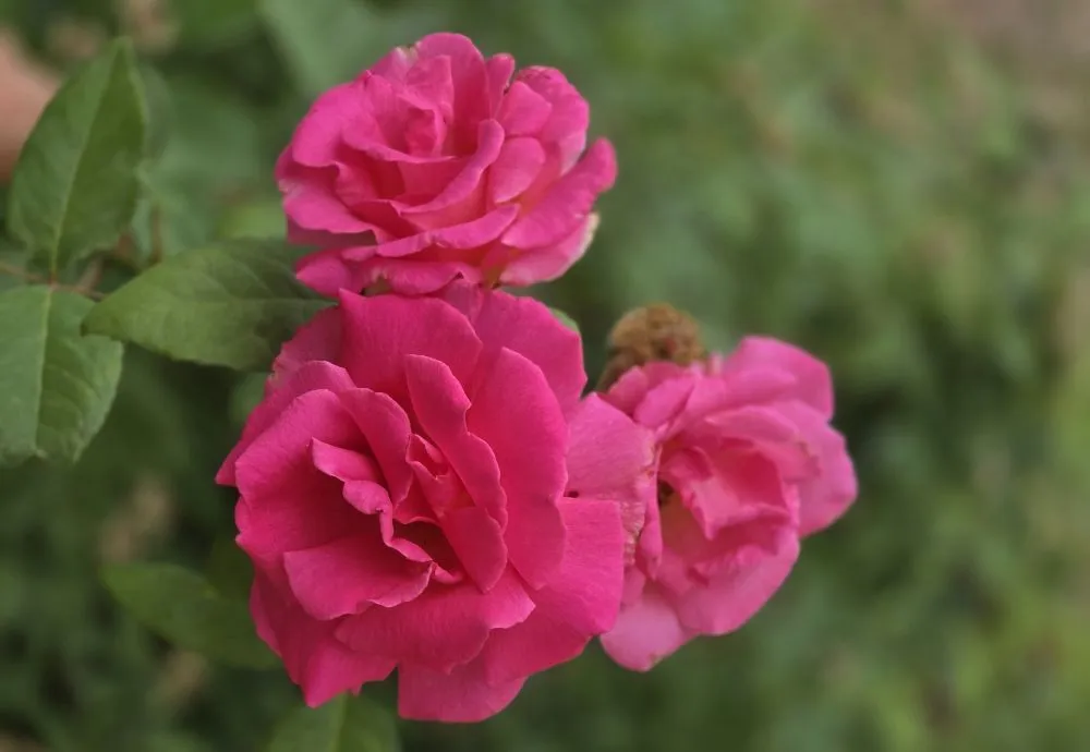 Expert residential landscaping with custom design in Guthrie, OK by Shomber Lawncare