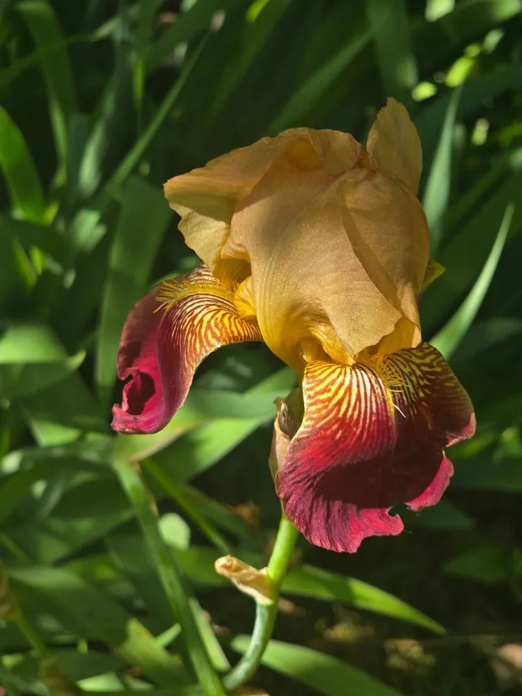 Custom outdoor landscaping near you across Guthrie, OK - Shomber Lawncare