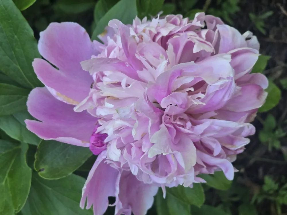 Local landscaping services in Guthrie, OK by Shomber Lawncare