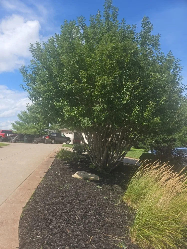 Reliable yard maintenance for homes across Clinton, IA - Shon's Basic Labor