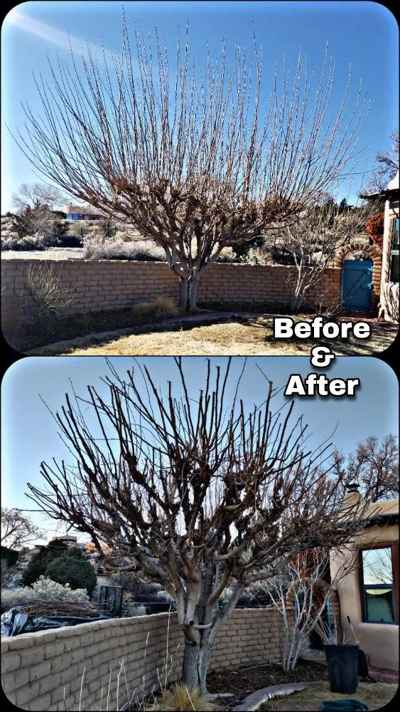 Affordable yard cleanup service in Albuquerque, NM - Shooting Sprouts Property Maintenance