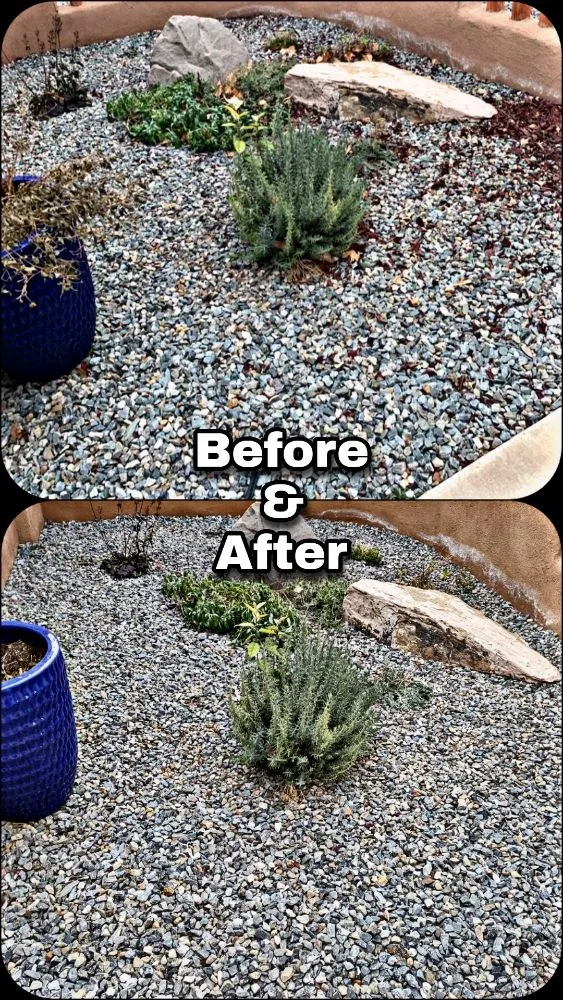 Top-rated residential landscaping in Albuquerque, NM by Shooting Sprouts Property Maintenance