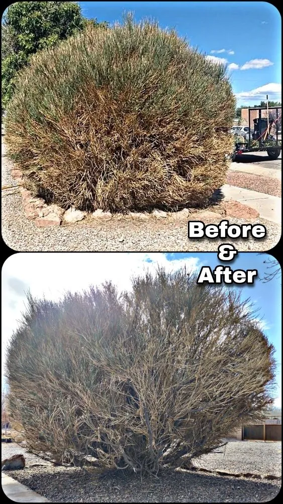 Top-rated landscape installation for residential properties in Albuquerque, NM by Shooting Sprouts Property Maintenance