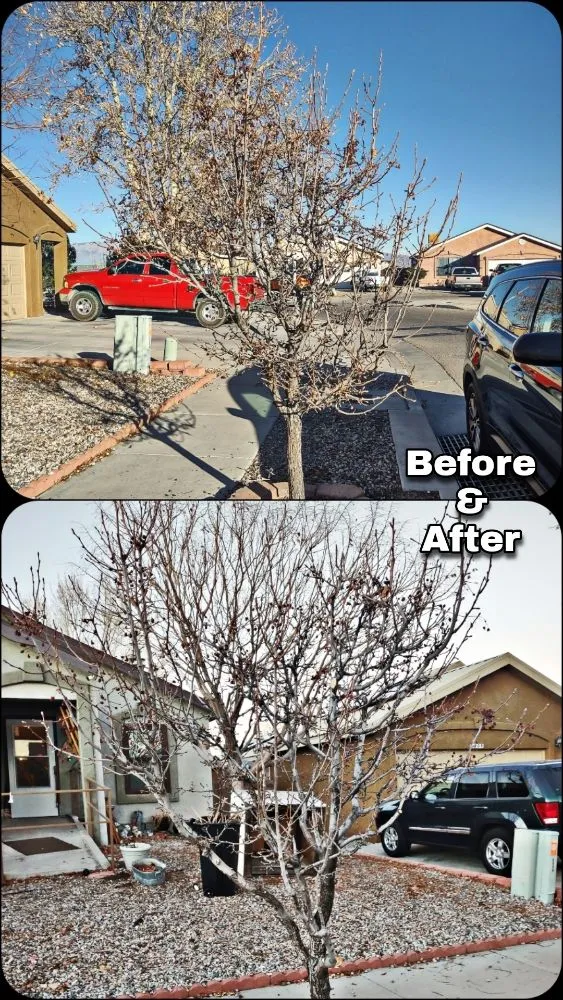 Top-rated outdoor landscaping in Albuquerque, NM by Shooting Sprouts Property Maintenance