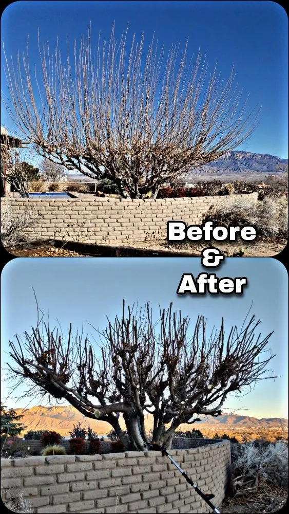 Top-rated landscaping services near you in Albuquerque, NM by Shooting Sprouts Property Maintenance