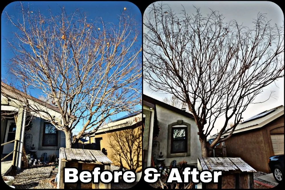 Affordable outdoor landscaping in Albuquerque, NM by Shooting Sprouts Property Maintenance