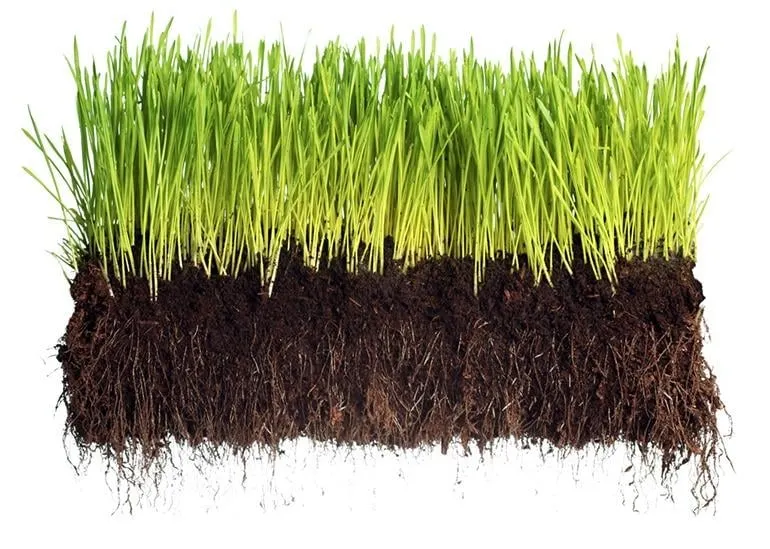 Local garden landscaping in Bluffton, SC - Shore Winds Landscape