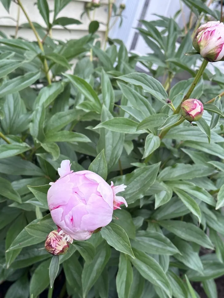 Custom landscape design for outdoor upgrades in Old Saybrook, CT by ShoreLawn