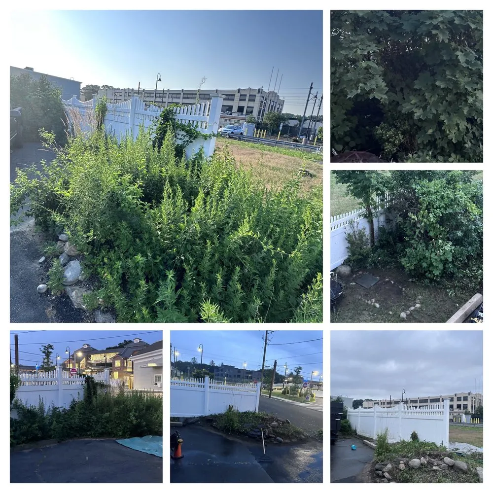 Local yard cleanup service experts serving Old Saybrook, CT - ShoreLawn