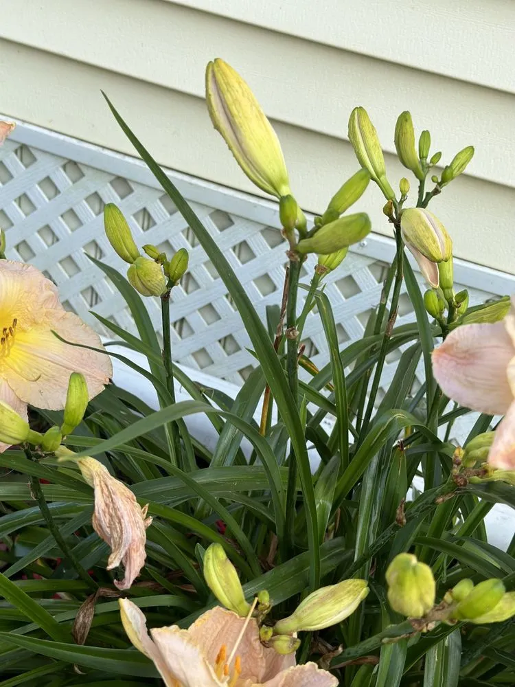 Expert lawn care service near you in Old Saybrook, CT by ShoreLawn