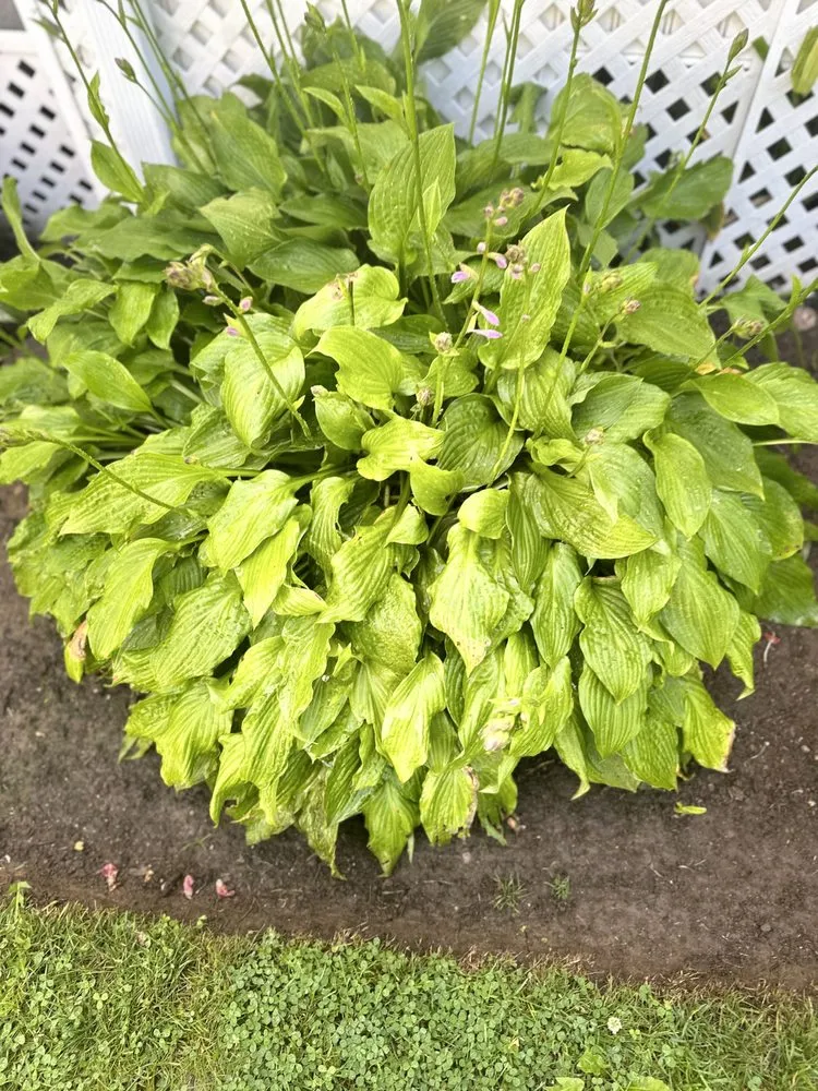 Custom yard cleanup service for homes across Old Saybrook, CT - ShoreLawn