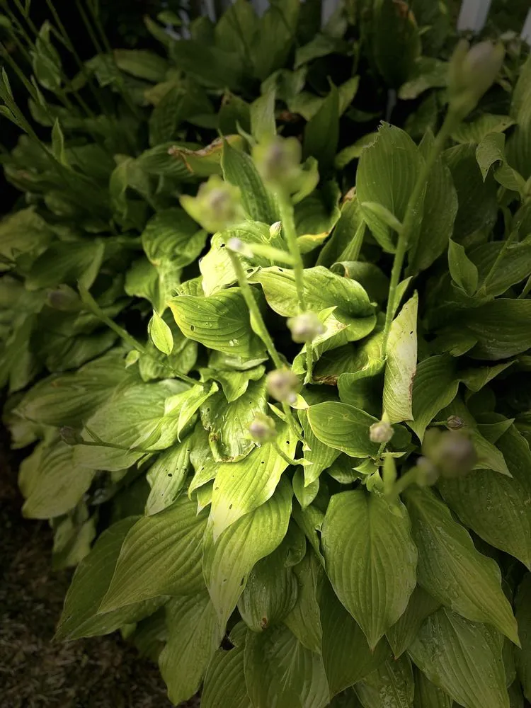 Reliable landscaping services in Old Saybrook, CT - ShoreLawn