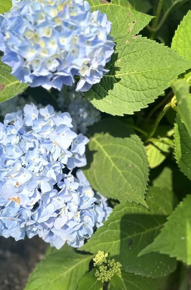 Local lawn care service near you in Old Saybrook, CT by ShoreLawn