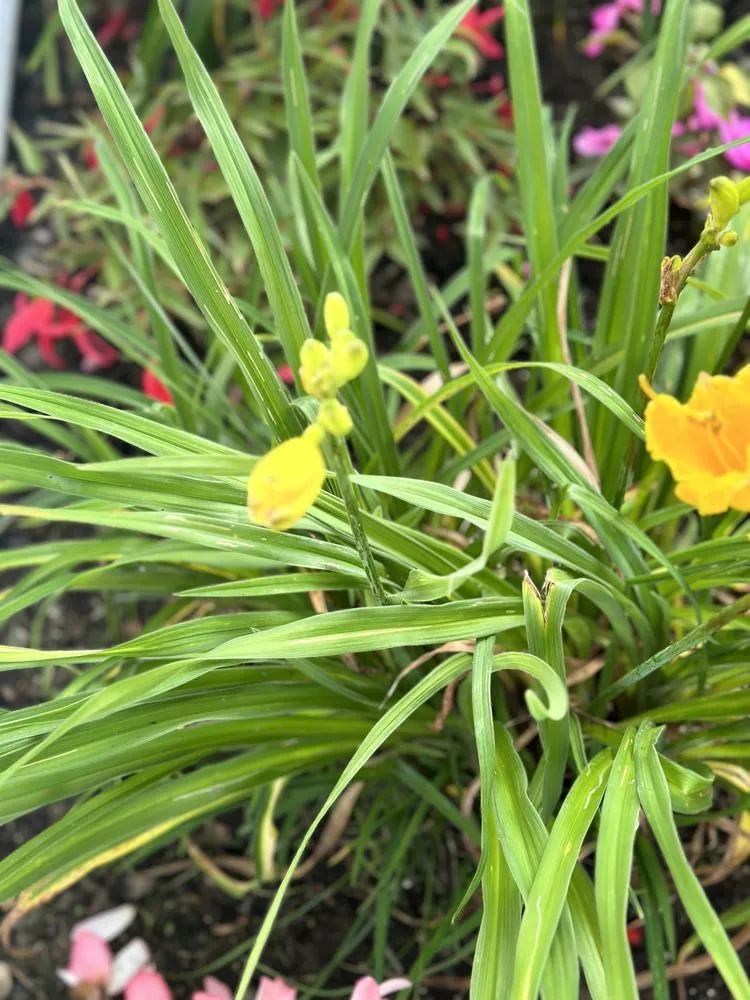 Trusted lawn mowing service for residential properties in Old Saybrook, CT by ShoreLawn