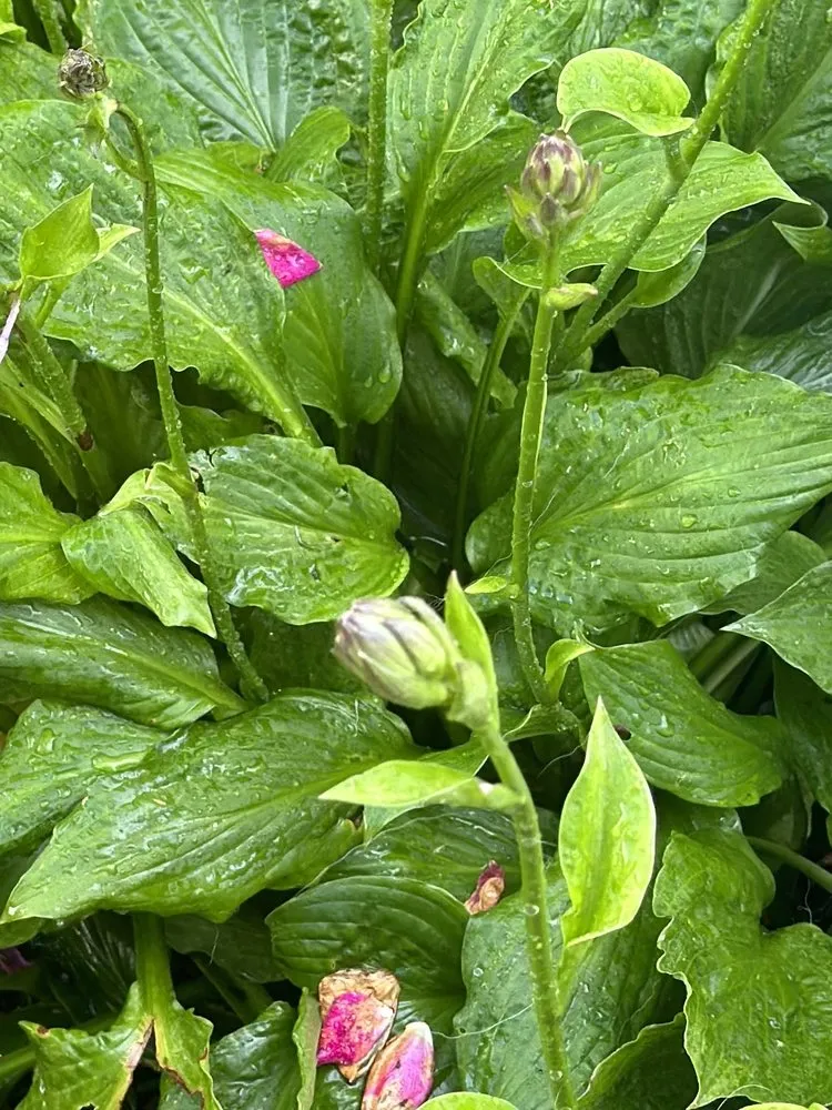 Expert landscaping services experts serving Old Saybrook, CT - ShoreLawn