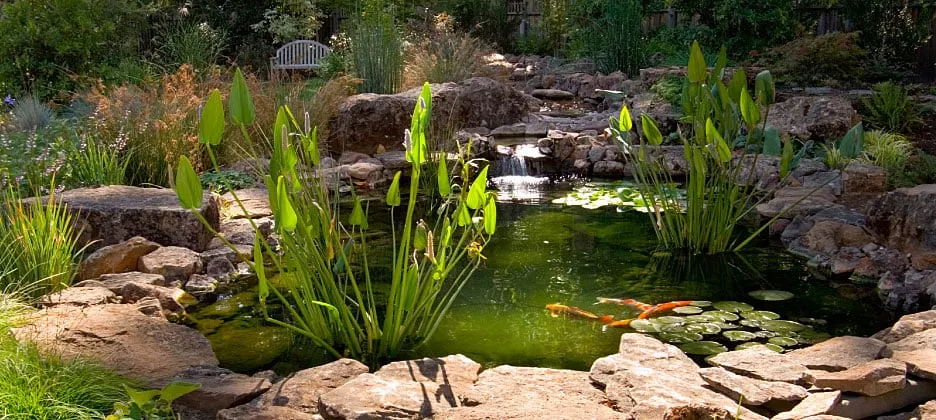 Affordable landscape design in Santa Cruz, CA - Shoreline Landscape Design