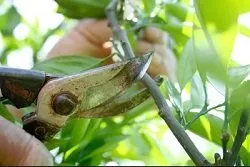 Top-rated outdoor landscaping in Corpus Christi, TX - Shoreline Lawn and Garden