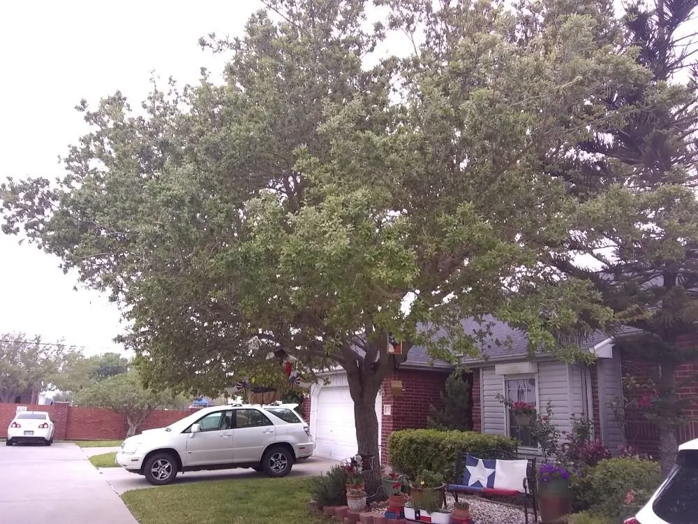 Top-rated landscape design near you across Corpus Christi, TX - Shoreline Lawn and Garden