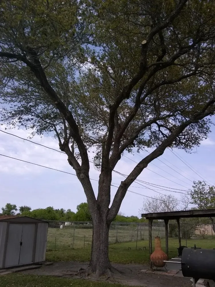 Local residential landscaping in Corpus Christi, TX by Shoreline Lawn and Garden