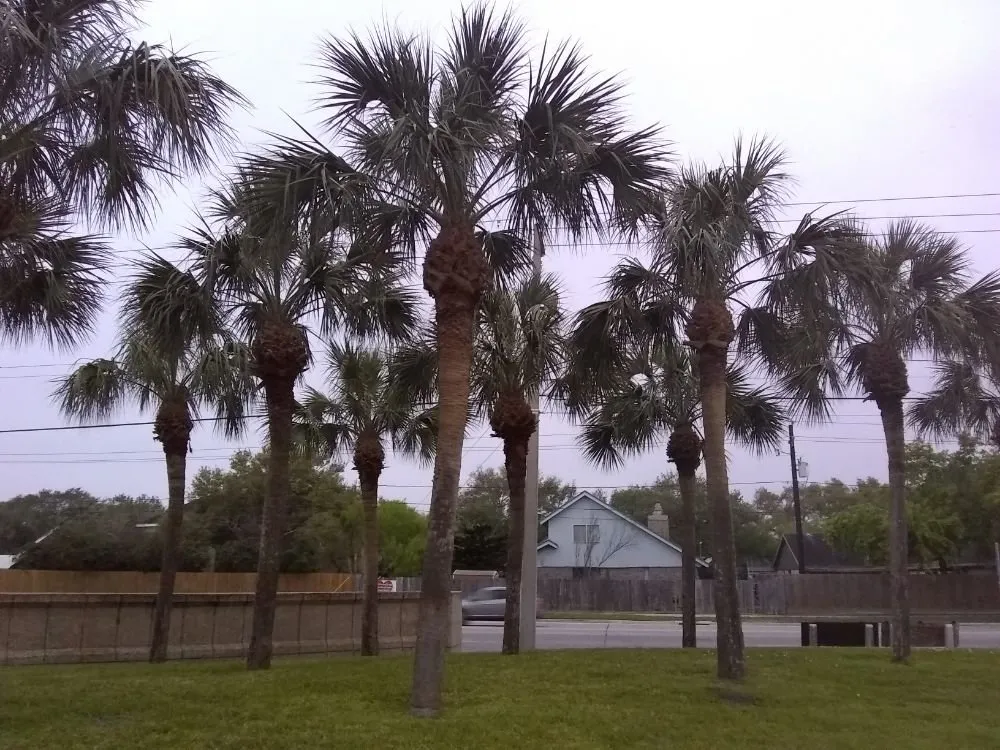 Reliable yard cleanup service for year-round maintenance across Corpus Christi, TX - Shoreline Lawn and Garden