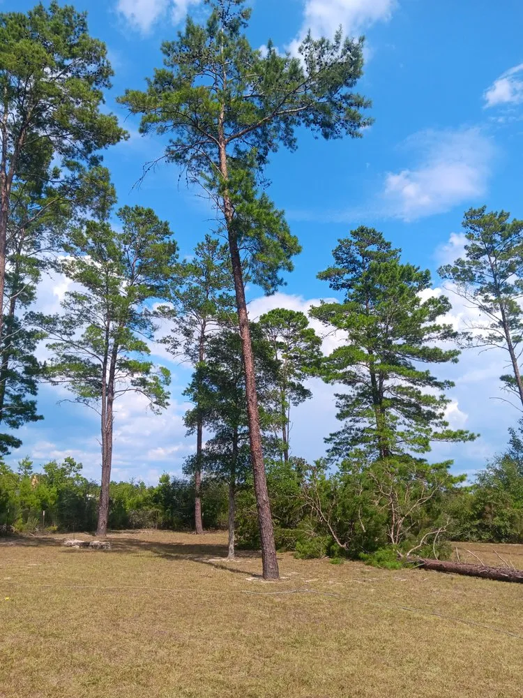 Top-rated lawn mowing service for beautiful yards in Milton, FL by Short Beast Tree Service and Lawn Care