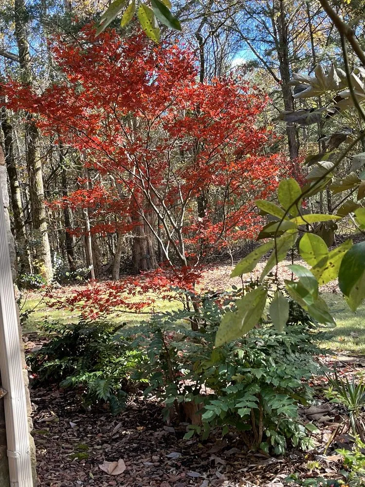 Top-rated lawn mowing service for residential properties in Madison, MS by Short Horticulture