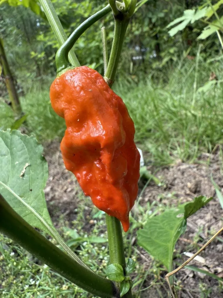 Custom yard cleanup service in Madison, MS - Short Horticulture